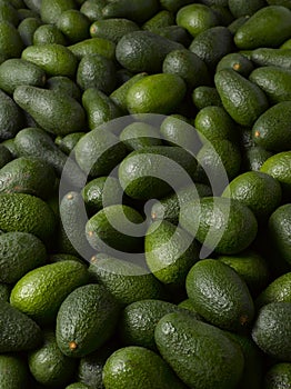 Palta 