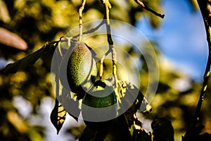 Avocados cuke seedless, Persea americana, on the tree, before they are ripe and ready for harvesting