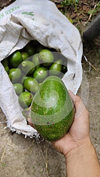 Avocados are fertile in tropical climates