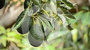 Avocados fruit hanging in tree