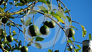 Avocados on a green leafy branch