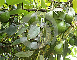 Avocados growing in a tree