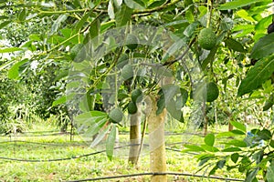 Avocados tree