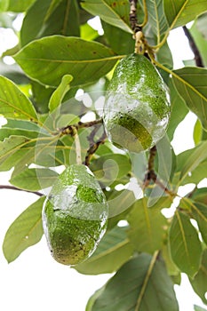 Avocados growing on tree