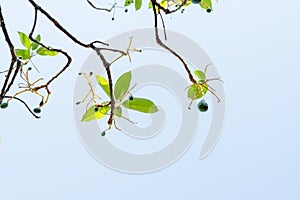 Avocados growing on tree in orchard, young tree bearing fruit, avocado on tree,low angle view