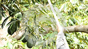 Avocados hass fruit hanging at tree