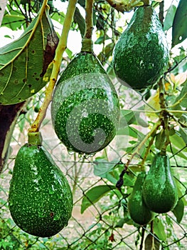 Avocados with water drops after rain. In backyard located in the rural region of Jardim das Oliveiras.