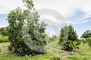 Avocardo, Soursop And Coconut Palm Trees In Orchard photo