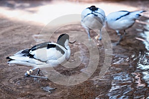 Avocet