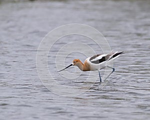 Avocet photo