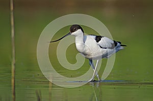 Avocet