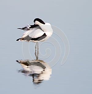 Avocet photo