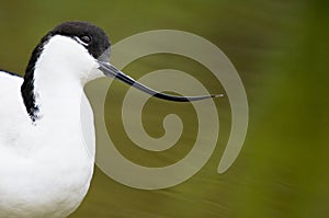 Avocet photo