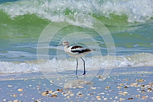 Avocet at Barefoot Beach