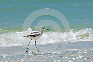 Avocet at Barefoot Beach