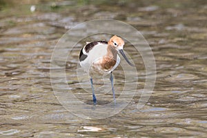 Avocet in Belmar Park, Colorado