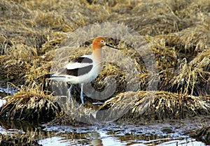 Avocet Bird in a Marshy Grassland