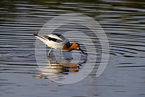 Avocet in Breeding Plumage