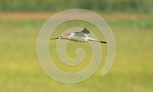 Avocet in Flight