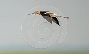 Avocet in Flight