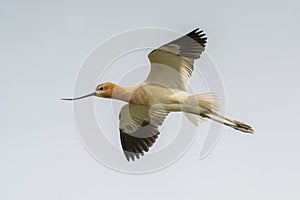 Avocet in Flight