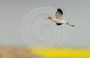 Avocet in Flight