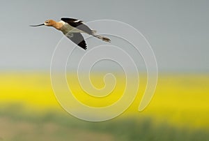 Avocet in Flight