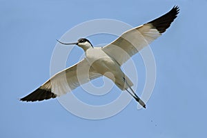 Avocet ( Recurvirostra avosetta ) photo