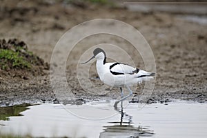 Avocet, Recurvirostra avosetta