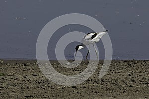 Avocet Recurvirostra avosetta feeding along the beach