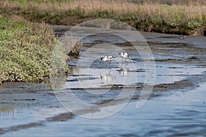 avocet (Recurvirostra avosetta) in the natural reserve wattenmeer close to Amrum in germany