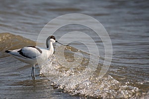 Avocet, Recurvirostra avosetta, single bird in water.