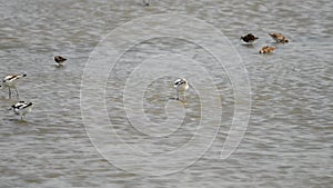 Avocet Recurvirostra avosetta in the wild