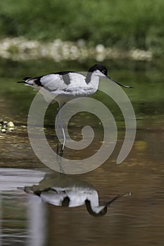 Avocet Recurvirostra avosetta, wild bird. Wading in water with