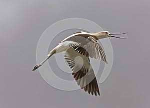 Avocet in Saskatchewan Canada in flight