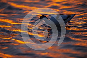 An avocet wading through the lagoons of the Camargue in France