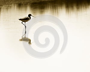 Avocet Wading Wetlands