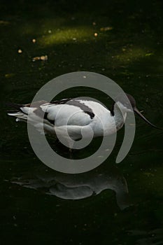 An avocet in Sant`Alessio Oasis Sant`Alessio con Vialone, Pavia - Italy