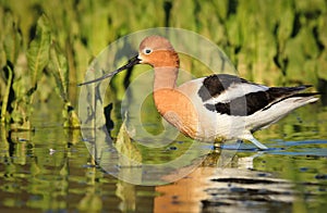 Avocet Walking by Plants in Lake