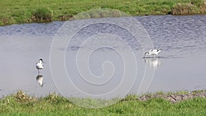 Avocet in the water