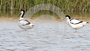 Avocets cleaning and resting