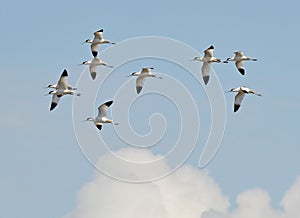 Avocets in flight photo