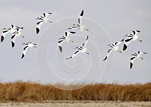 Avocets Group photo