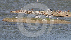 Avocets, Mediterranean gulls and black-tailed godwits, breeding season, Noirmoutier, France