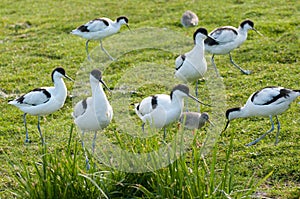 Avocets and redhanks