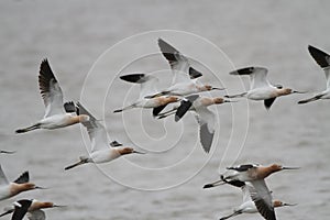 American Avocets in Flight photo