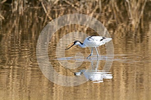 Avocetta Bird of the Recurvirostridi Recurvirostra avocetta, frequent in the marshy areas