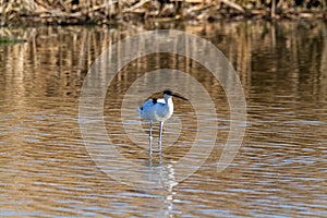 Avocetta Bird of the Recurvirostridi Recurvirostra avocetta, frequent in the marshy areas