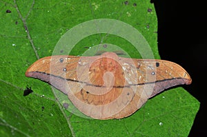 Avogado moth butterfly