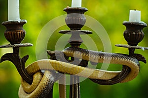 Avoid risk. Snake wrapped around candlestick on nature. Still life with candelabra and snake outdoor. Divinity and devil